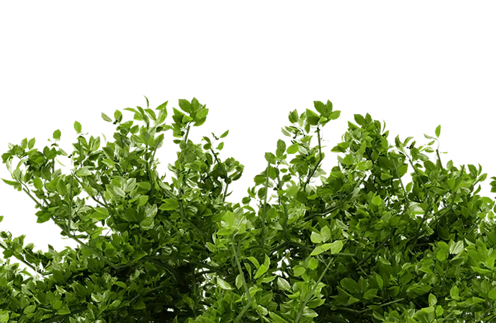 Куст